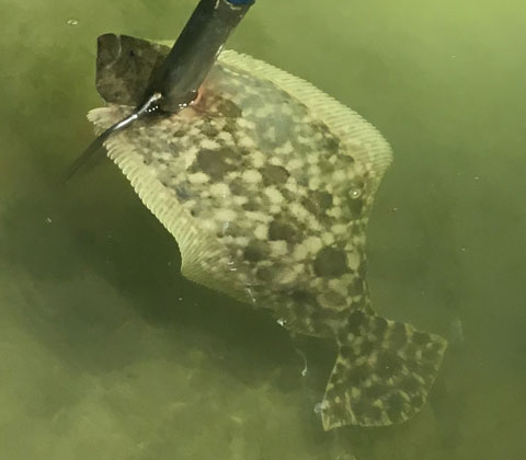 Flounder Gigging in Port OConner Texas